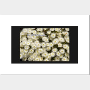White Wildflower (Verticordia hueglii) Western Australia Posters and Art